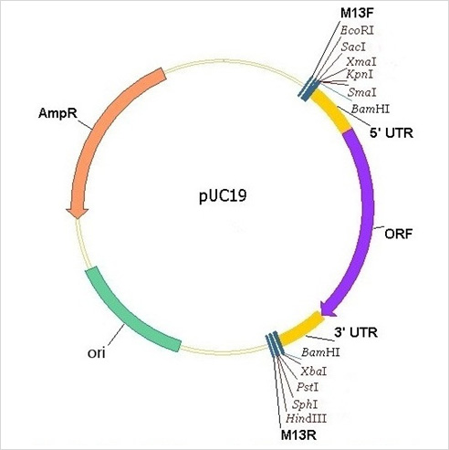 PUC19 Extrachromosomal Expression Construct  Free Paper Sample